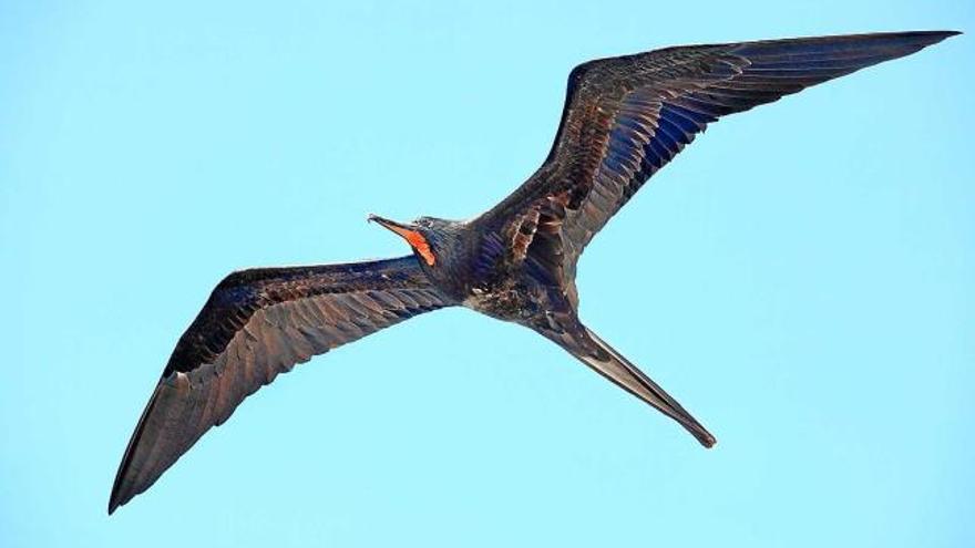 Les fregates poden arribar a volar 3.000 quilòmetres sense aturar-se i mig dormint una hora al dia