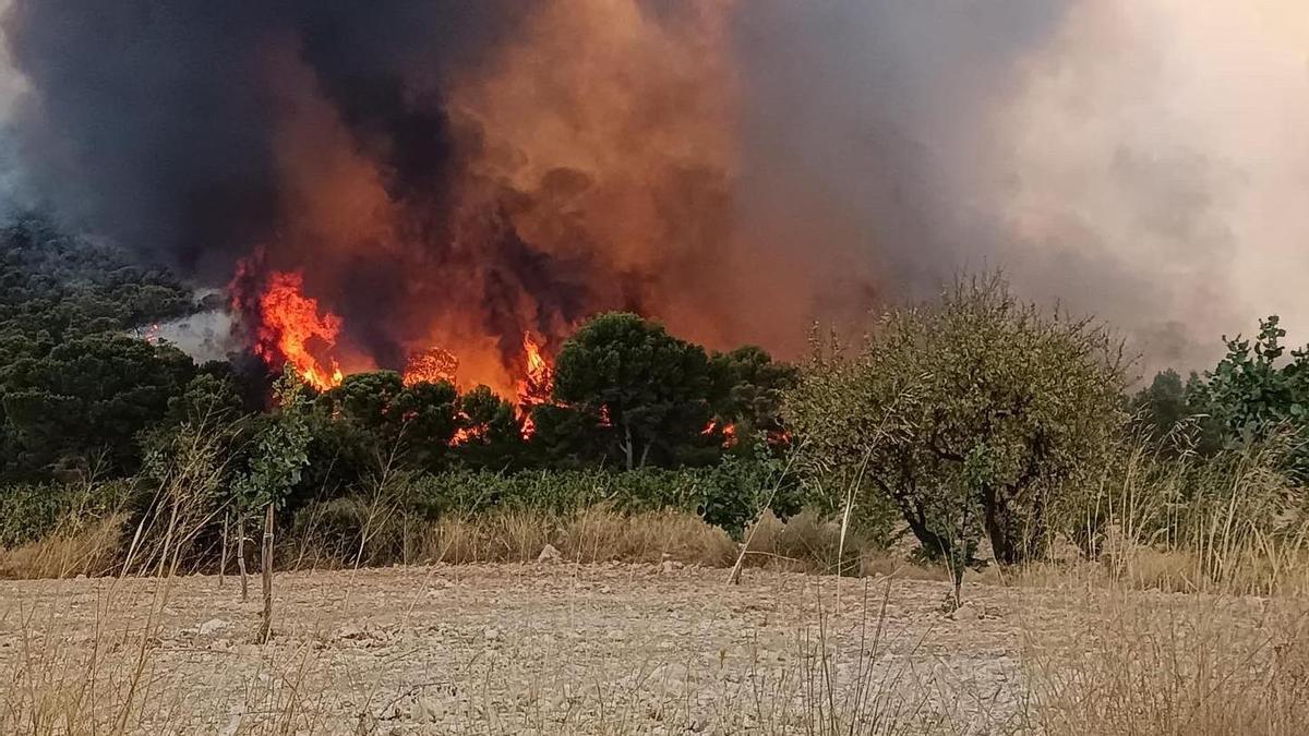 Incendio forestal en Jumilla.