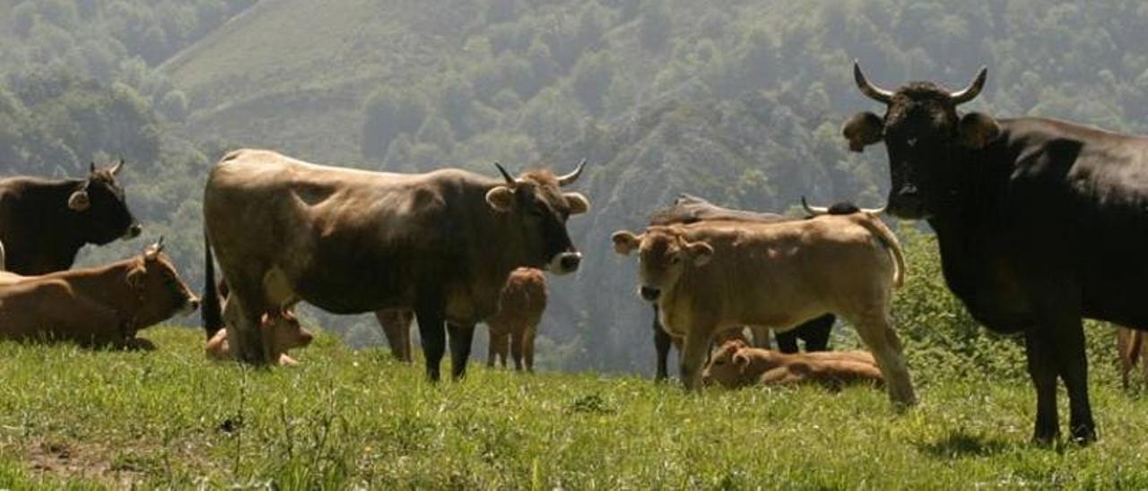 Asturias rural