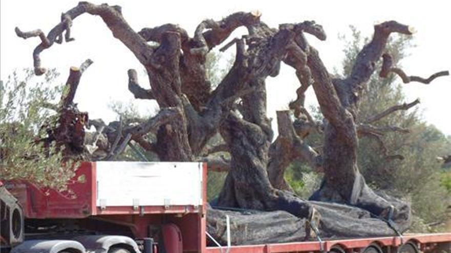 La Unió denuncia un grave expolio 
de olivos centenarios en Sant Jordi