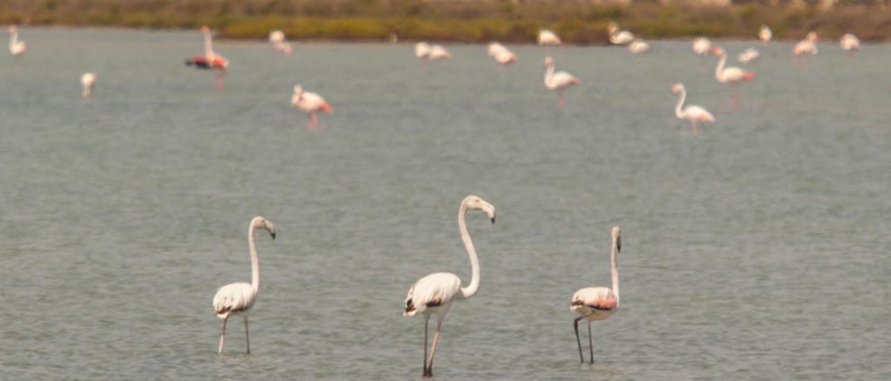 Flamencos en las Salinas de Santa Pola, en imagen de archivo.