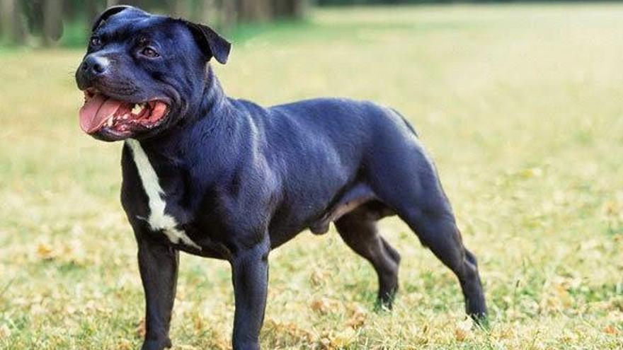 El gos de la raça staffordshire bull terrier