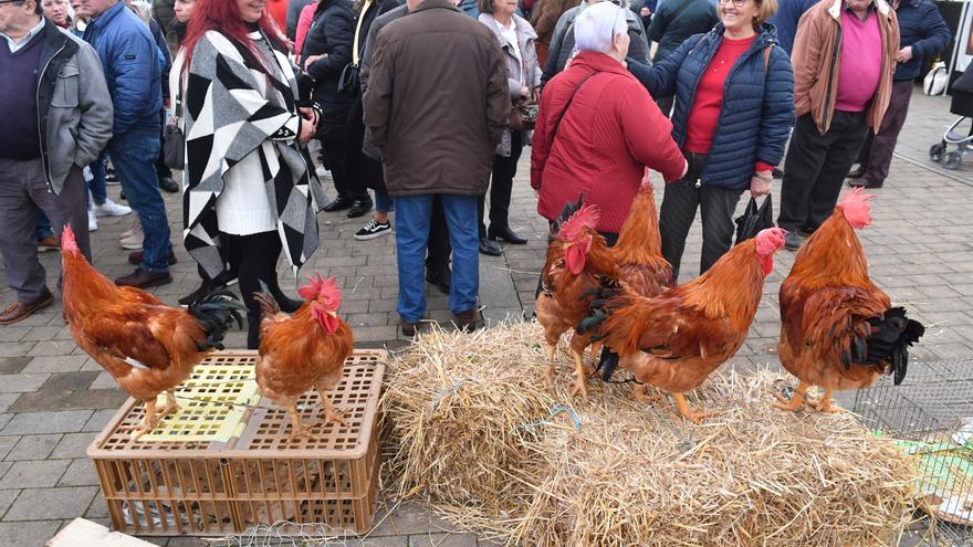 Arteixo convoca la Feria del Gallo de Navidad, que repartirá 1.875 euros en premios