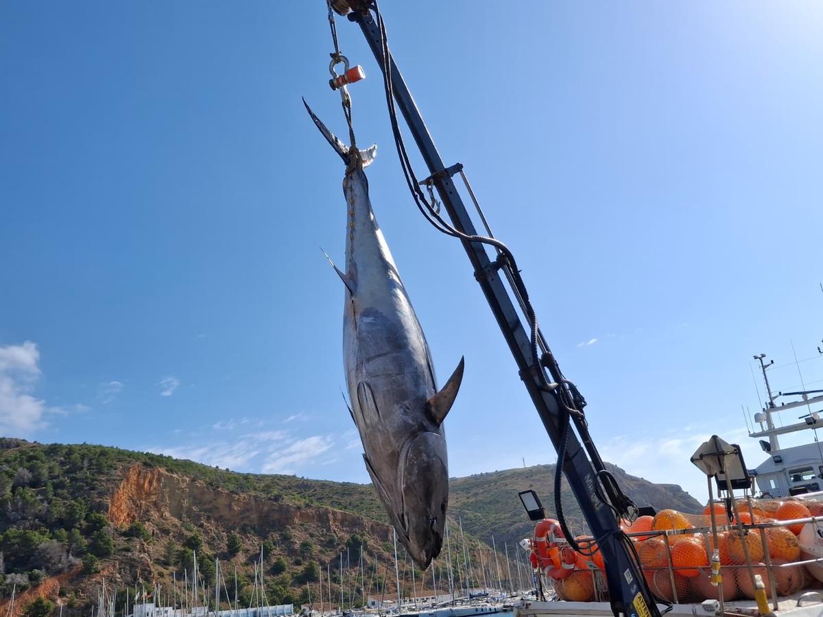Actividad frenética en el puerto de Xàbia: las imágenes de la descarga de los atunes