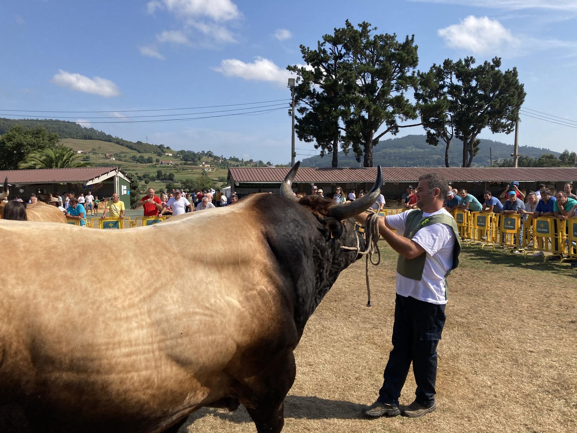 El concurso de ganado de Llanera fue todo un éxito: aquí tienes algunas de las reses ganadoras