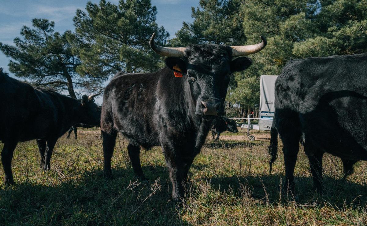 Vacas de la raza Dexter en una explotación ganadera de Sebúlcor.