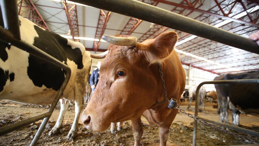 A Coruña dispone de la materia prima para poner en marcha 31 plantas de biometano