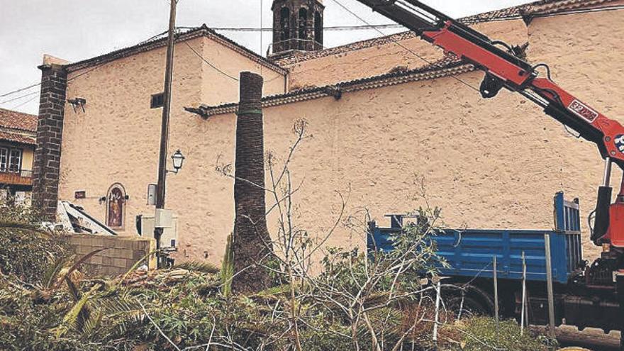 La tala de la palmera de Santo Domingo contó con todas las autorizaciones