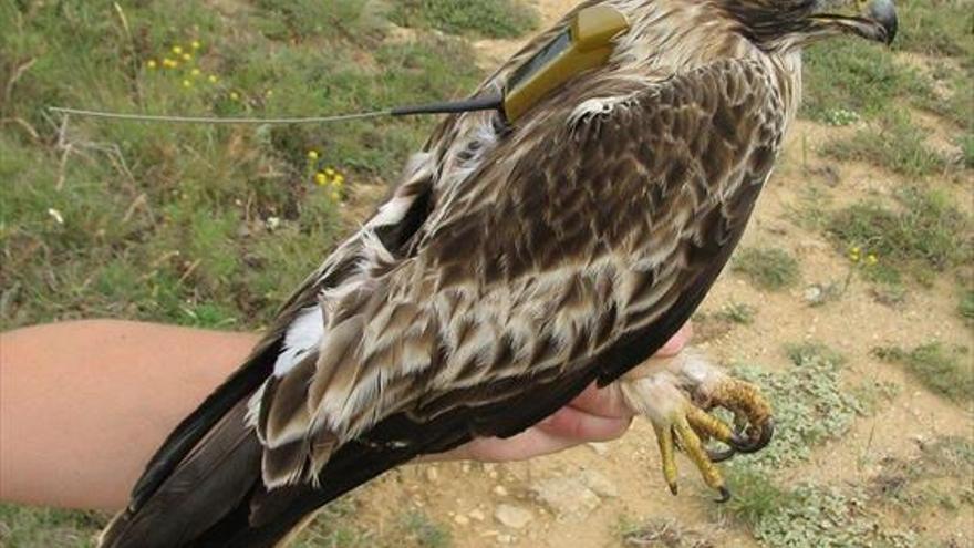 El fiscal reclama cárcel para un envenenador de águilas