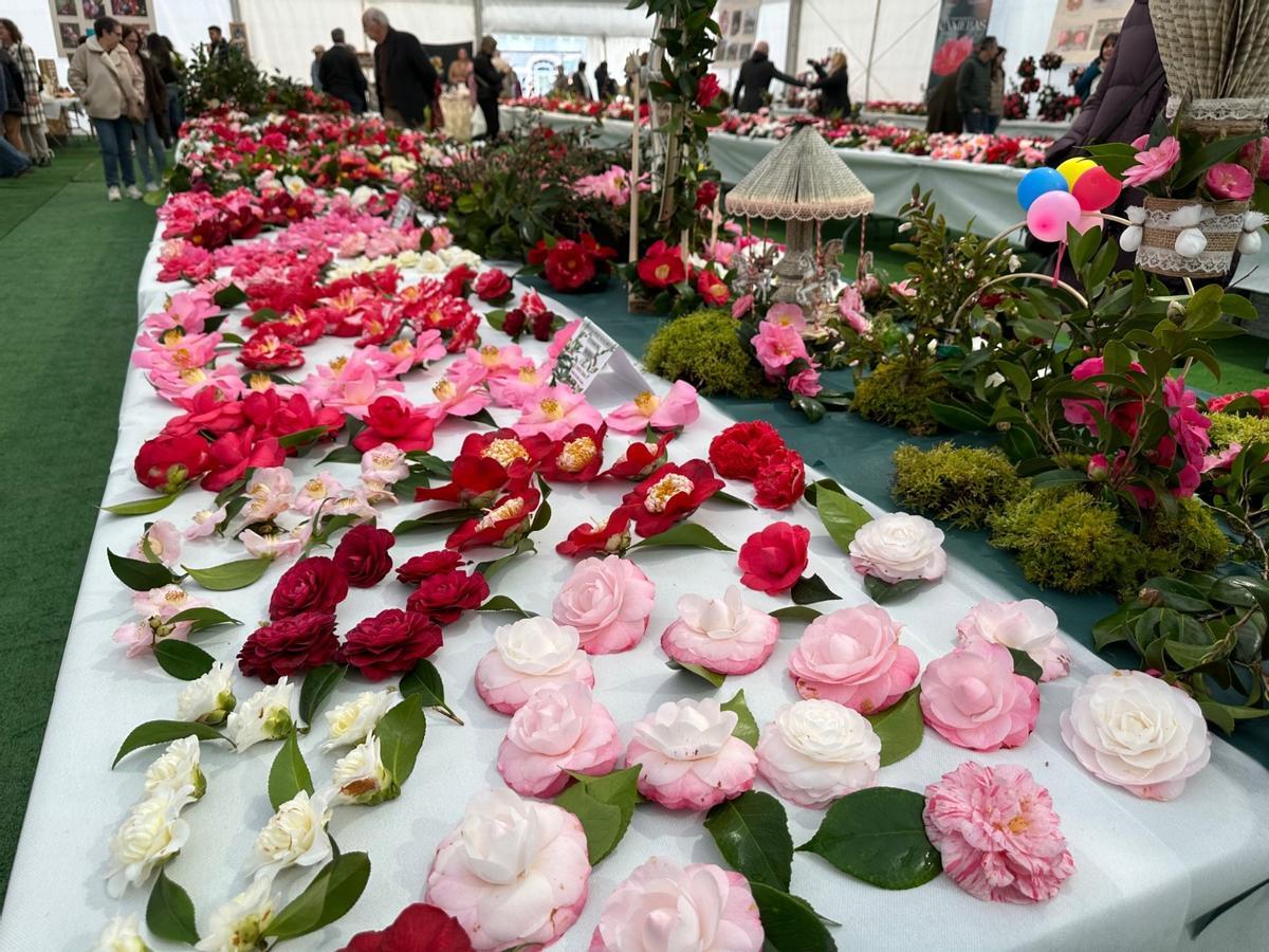 En imágenes: las camelias arrasan en Luarca