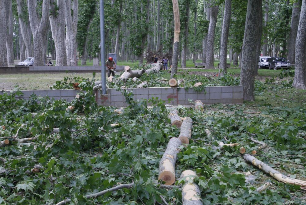 Cau un plàtan de 62 metres al parc de la Devesa