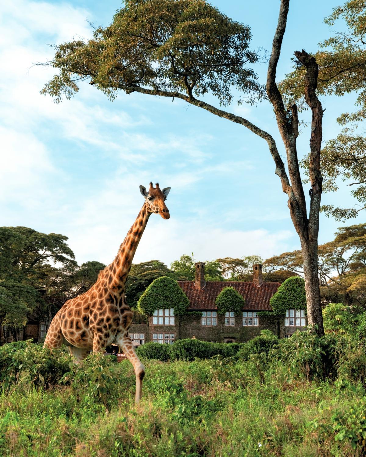 Jirafas en el Giraffe Manor.