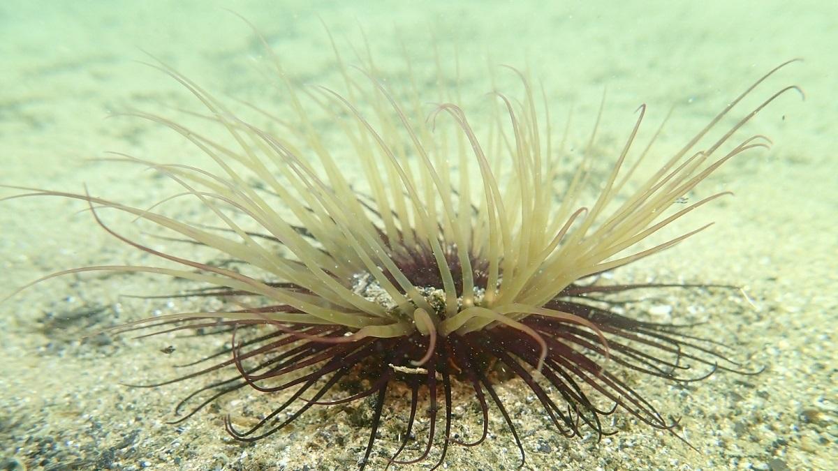 Una anèmona de tub fotografia en el sorral de la platja Petita