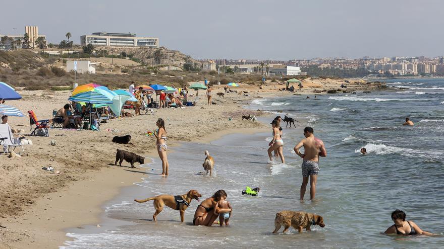 Las mascotas plantan la toalla en Alicante