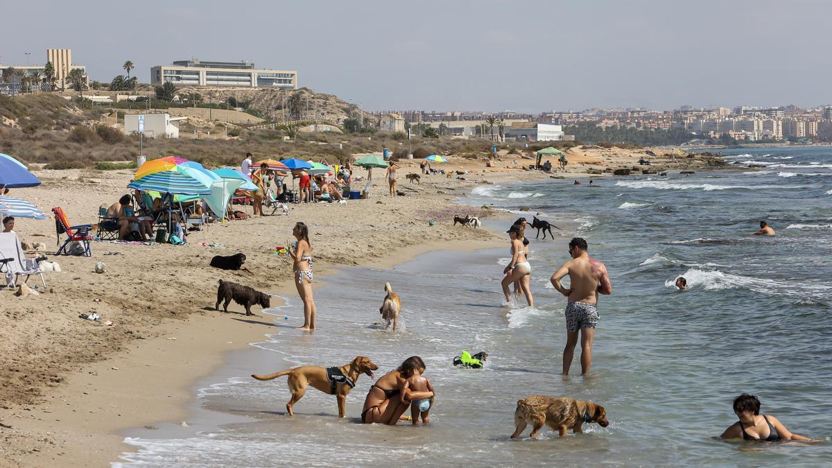 La playa de perros de Agua Amarga, con numerosos usuarios.