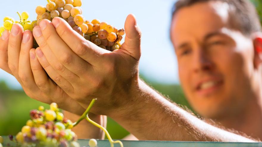 Los viticultores de Castellón cuidan con mimo su producto.