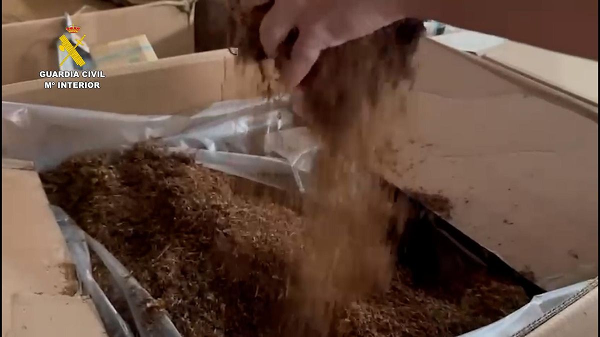 Parte de la picadura de tabaco intervenida.