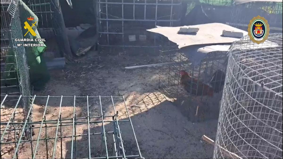Desmantelados dos criaderos con 88 gallos de pelea en El Vacie.