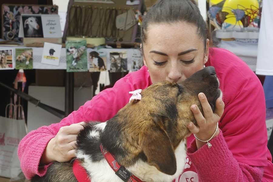 Una día muy perruno en la Canicross de Córdoba