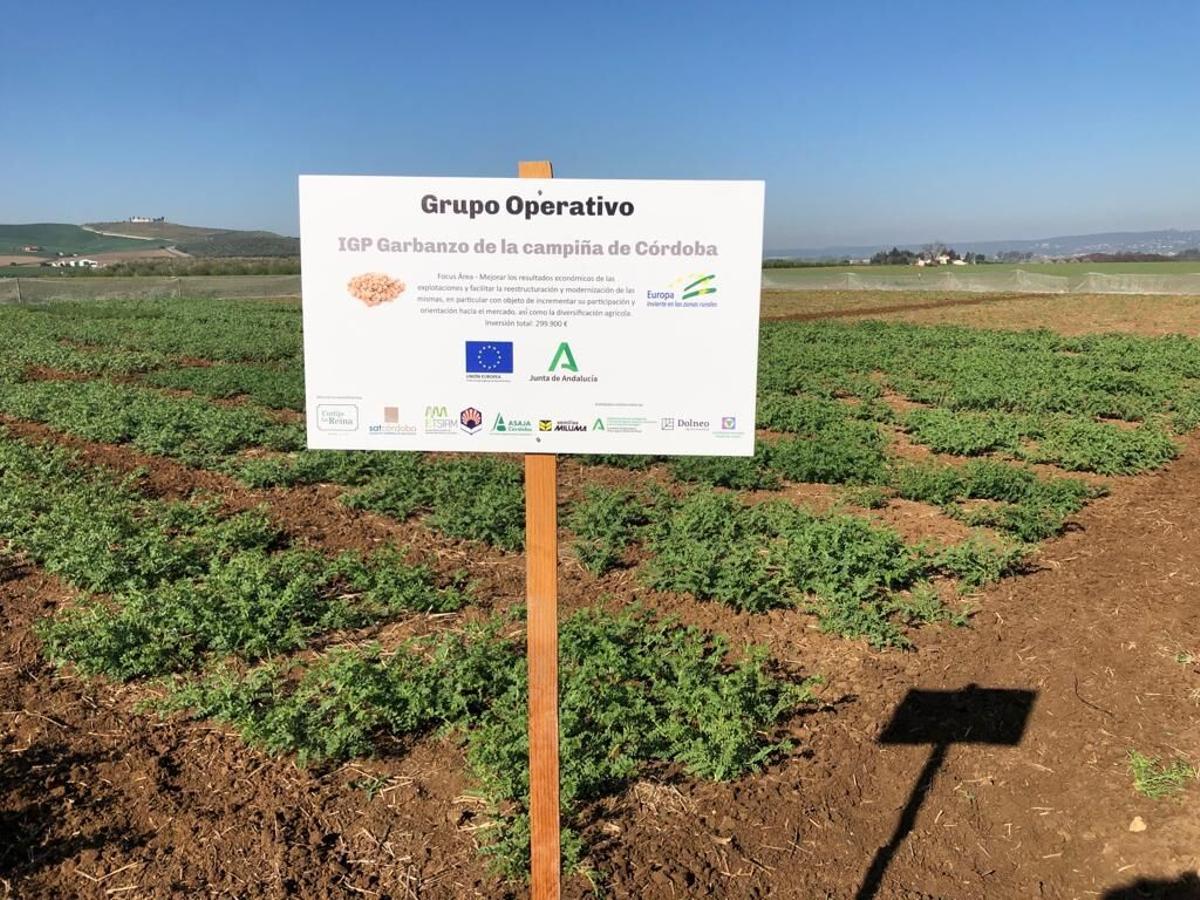 Uno de los campos de investigación del grupo operativo para lograr la IGP del garbanzo de la Campiña de Córdoba
