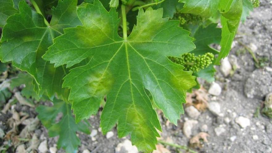 Viticultores de Montilla-Moriles se muestran preocupados por que la plaga de mildiu dañe sus cosechas