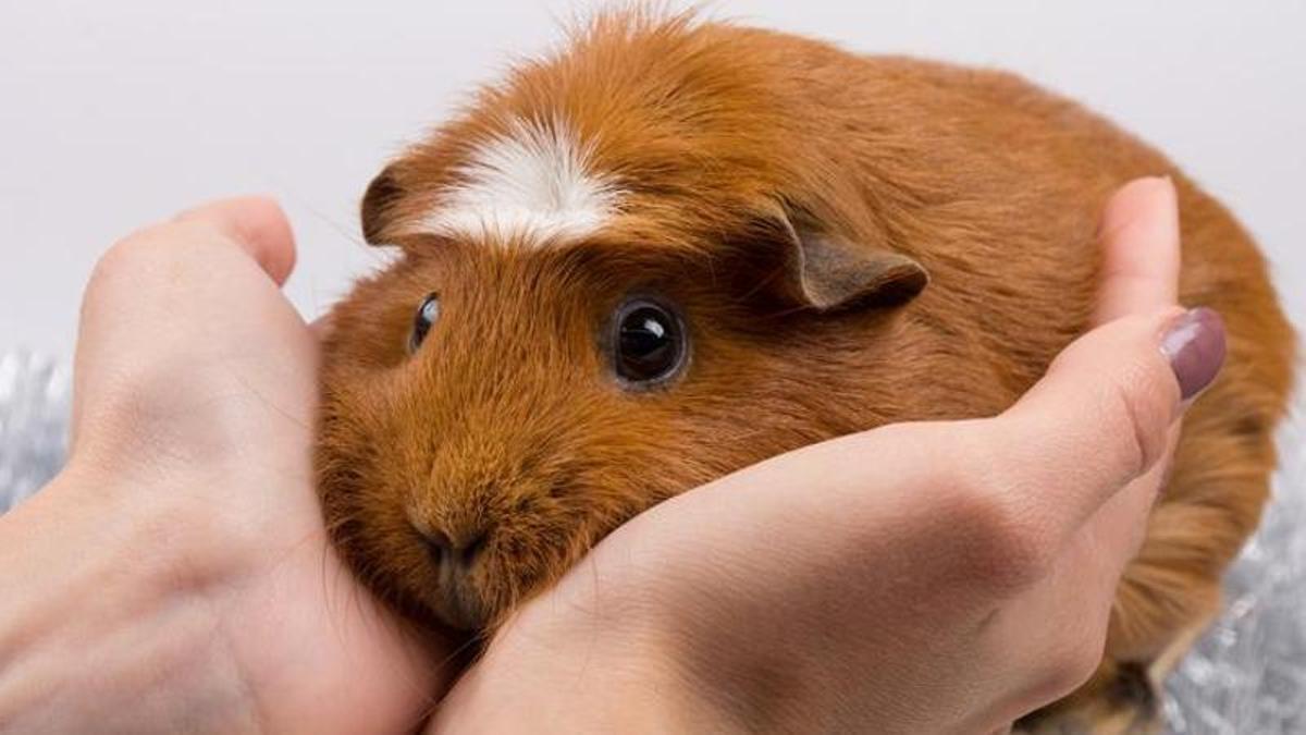 Una cobaya.