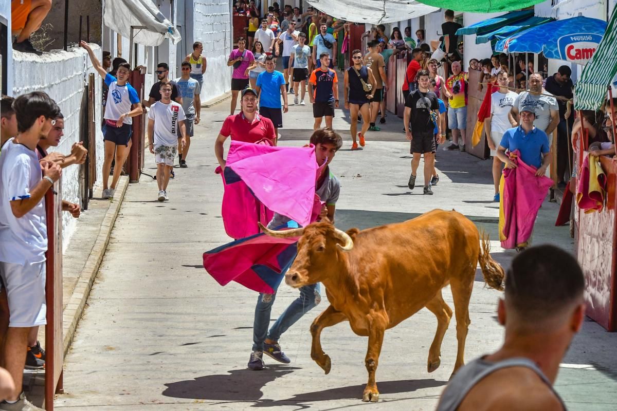 Encierro de las vaquillas de El Viso