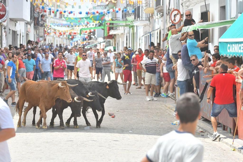 Fotogalería / Encierro de las vacas de El Viso