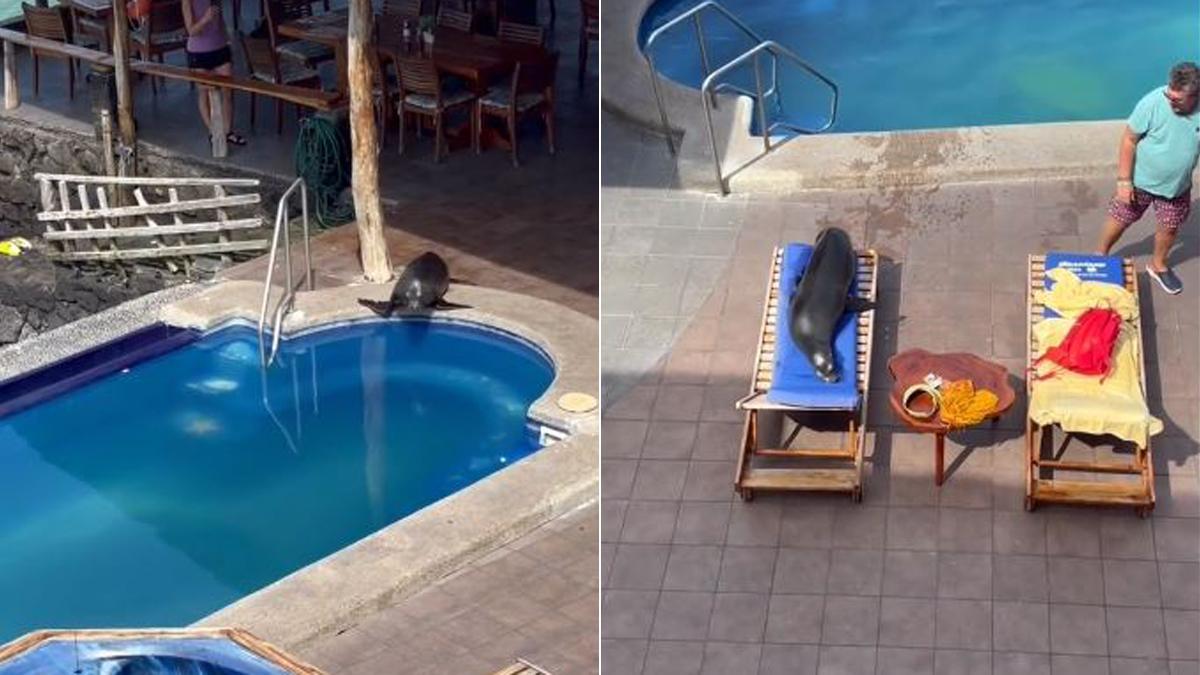 Una foca se cuela en un hotel y se tumba en una hamaca a tomar el sol