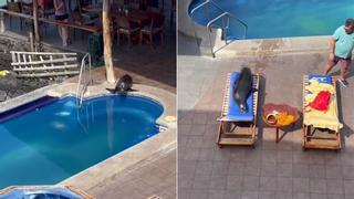 Una foca se cuela en un hotel y echa a un huésped de su tumbona para tomar el sol