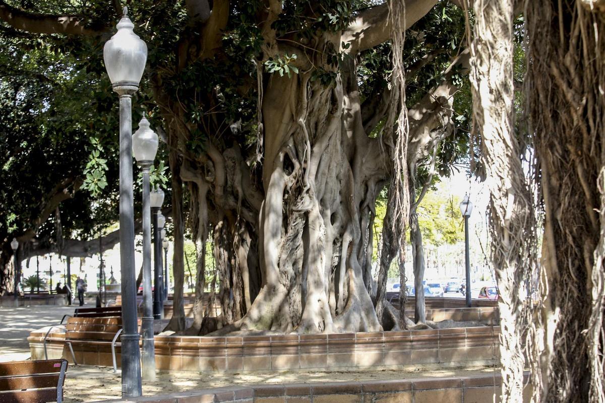El parque de Canalejas de Alicante y sus ficus centenarios