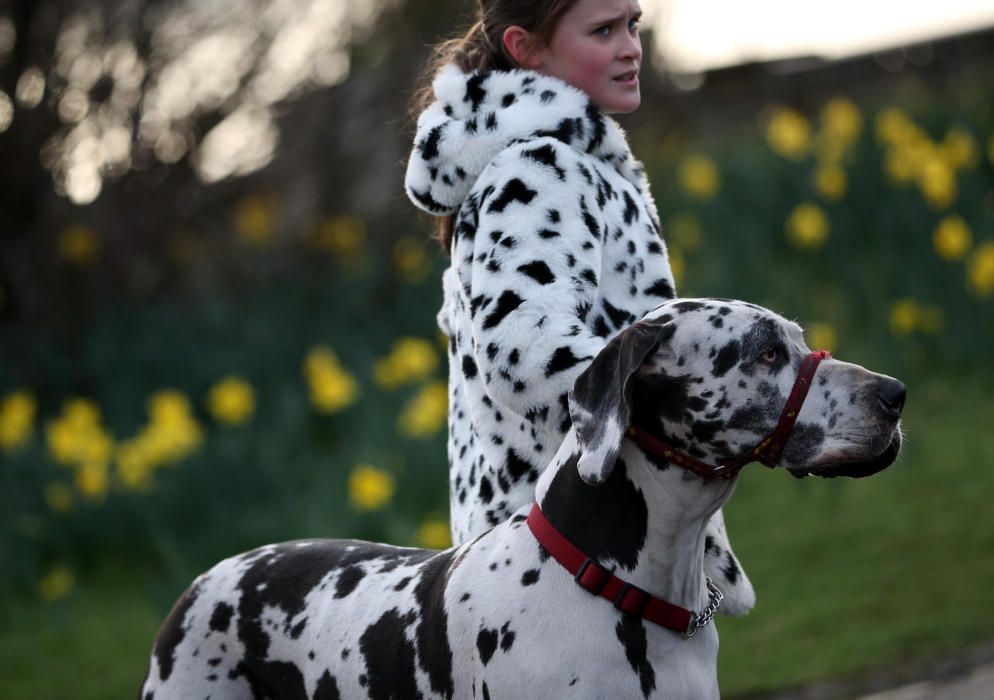 Crufts 2019: L'exhibició de gossos més gran del món