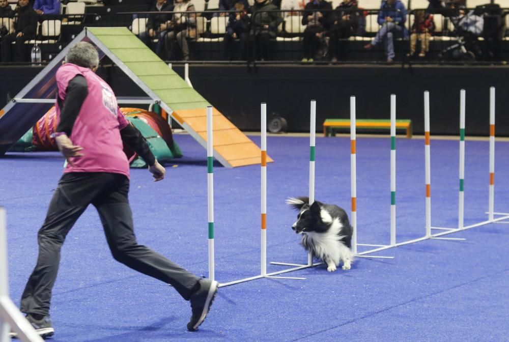 La exposición canina vuelve a contagiar la fiebre perruna en Vigo