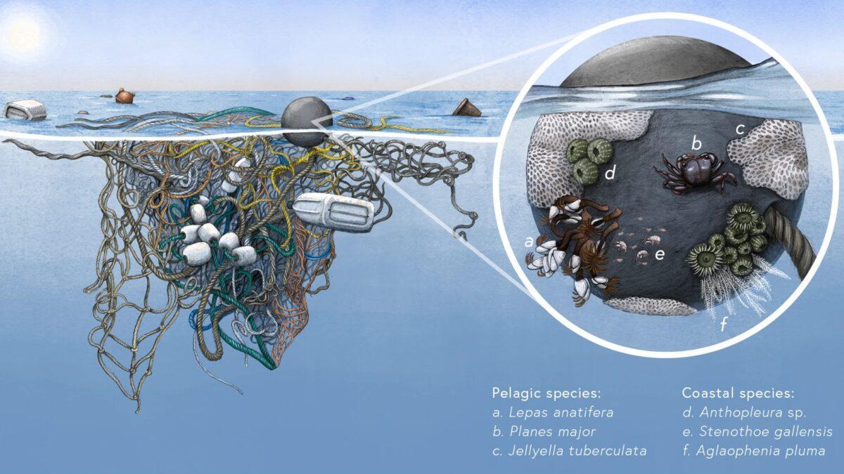 Descubren que la vida surge en las ‘islas de plástico’ en mar abierto