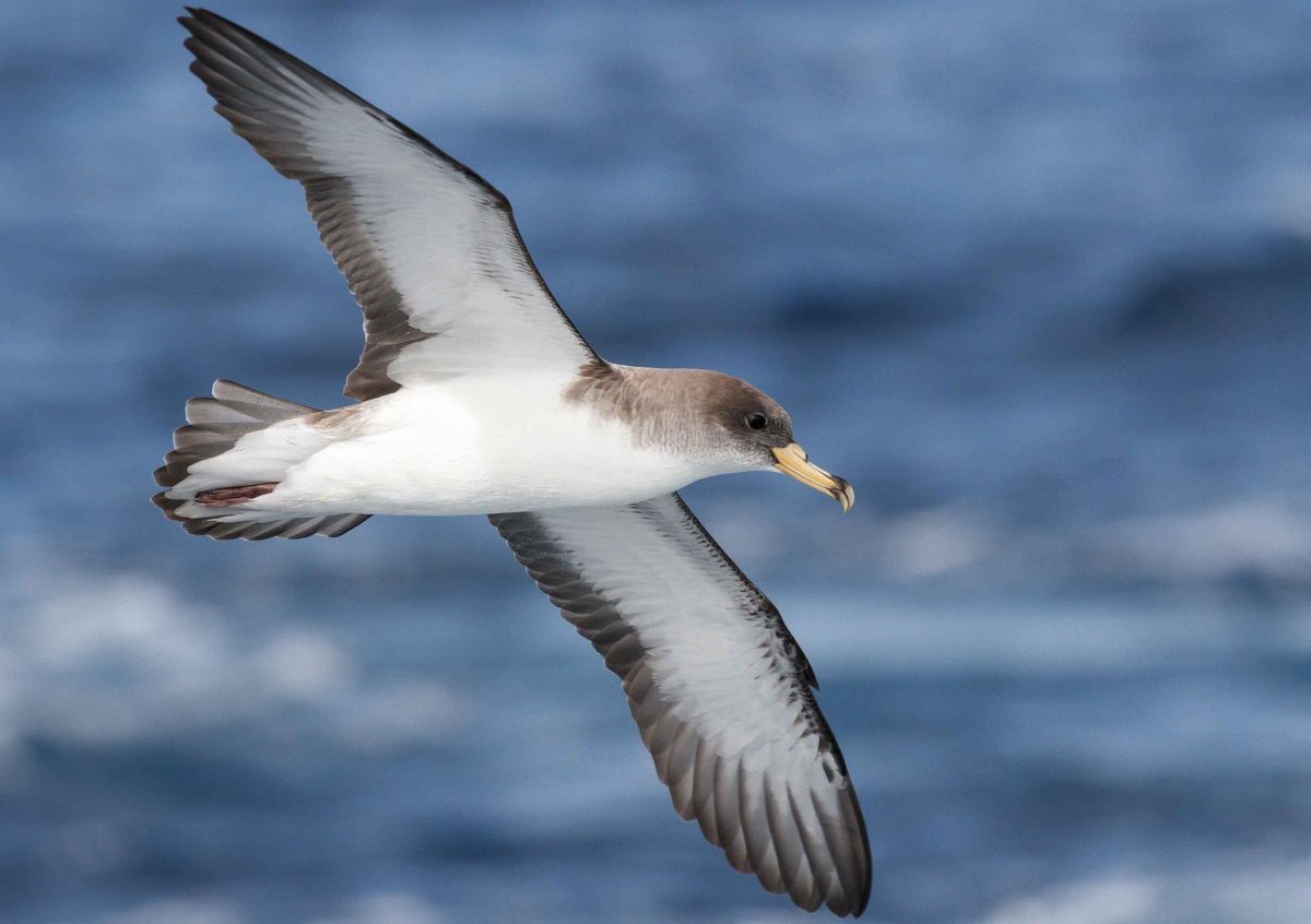 Las aves marinas se ven muy afectadas por el problema