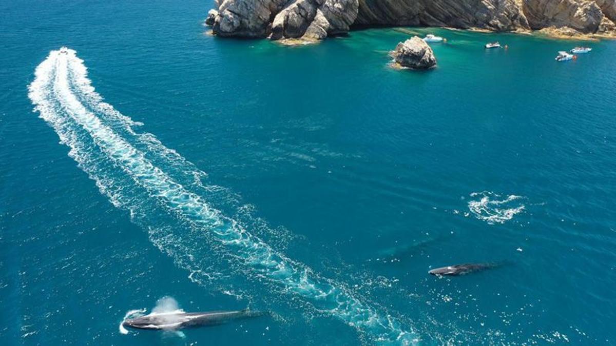 Foto | Així persegueixen i assetgen les barques d’esbarjo les balenes a València