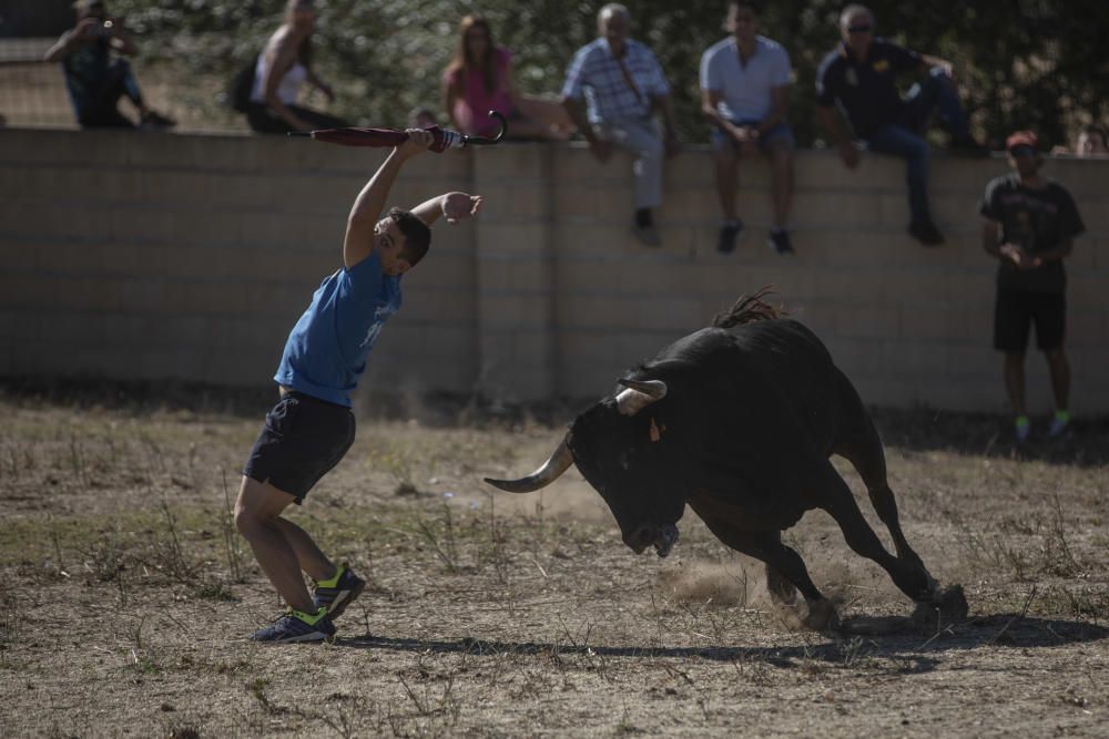 Fiestas en la provincia | Encierro en Fuentelapeña