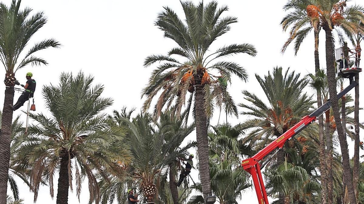 Trabajos de poda y limpieza que han arrancando este lunes en el Hort de Baix. | ANTONIO AMORÓS