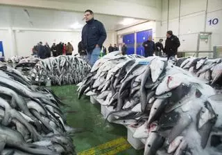 La flota pierde la primera batalla para evitar el colapso de la venta de tintorera