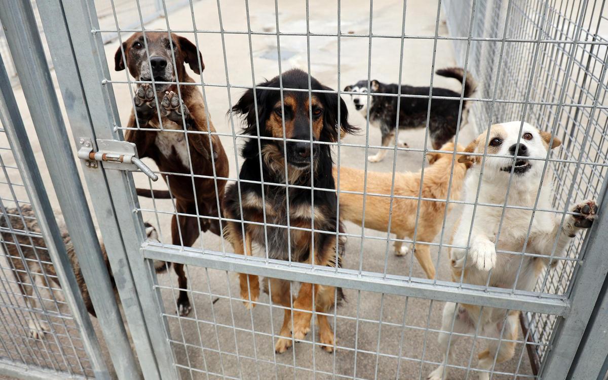 La Asociación Protectora de Animales dice adiós al refugio de A Madroa tras casi medio siglo