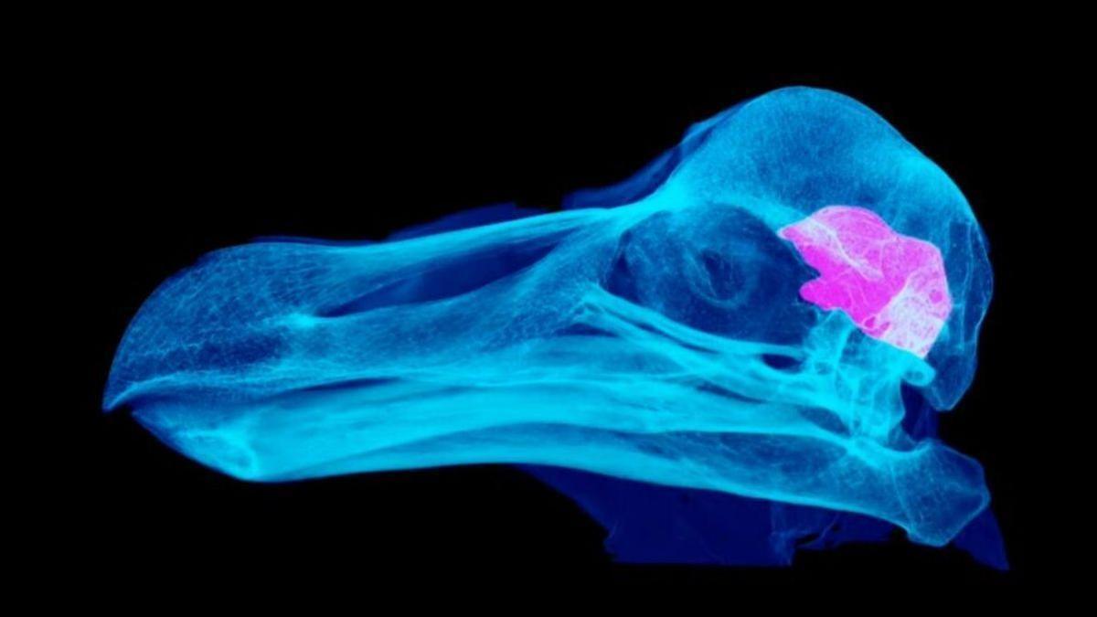 ZOOLOGÍA / Los pájaros dodo eran más inteligentes de lo que imaginábamos