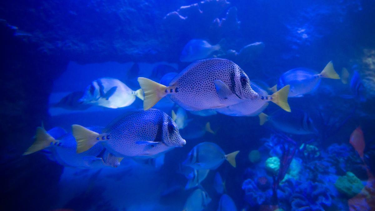 Peces en el mar.