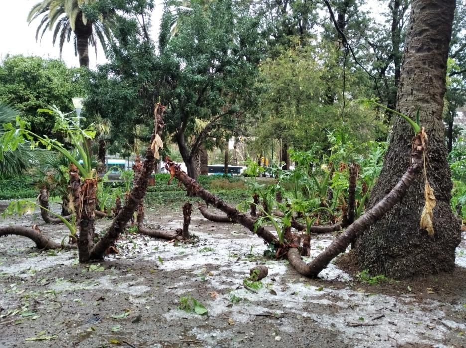 Daños en el Parque de la granizada.