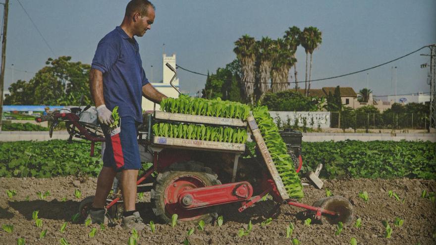 Agricultor en un campo de l&#039;Horta