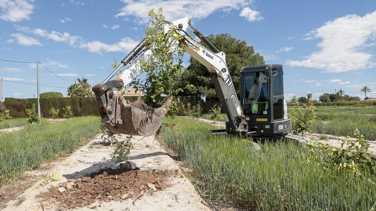 Una excavadora arrancado la plantación de limoneros del Camp d'Elx.