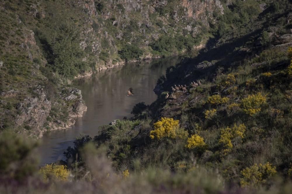 Buitres al acecho en Almaraz