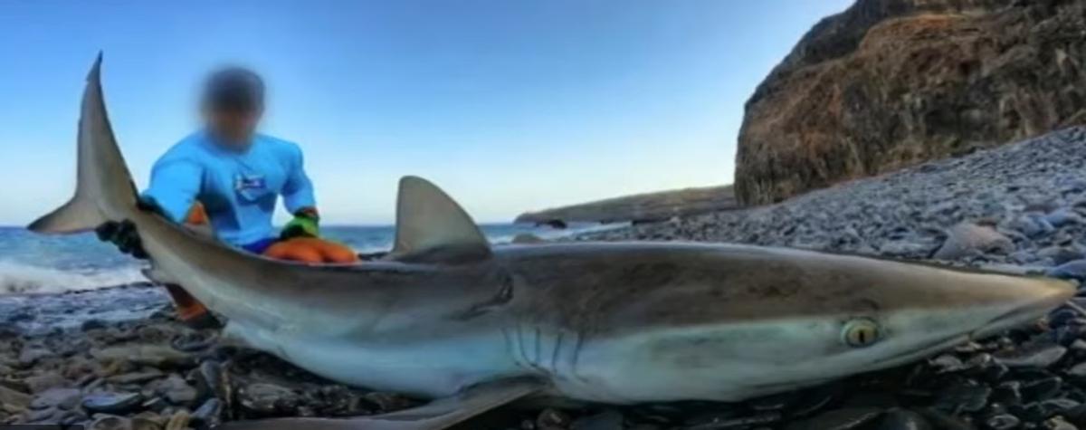 Pesca ilegal de angelotes y otras especies marinas en Canarias