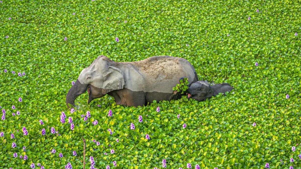 Una de las fotografías de la exposición Comedy Wildlife, que se puede visitar en la Sala Teatro Afundación.