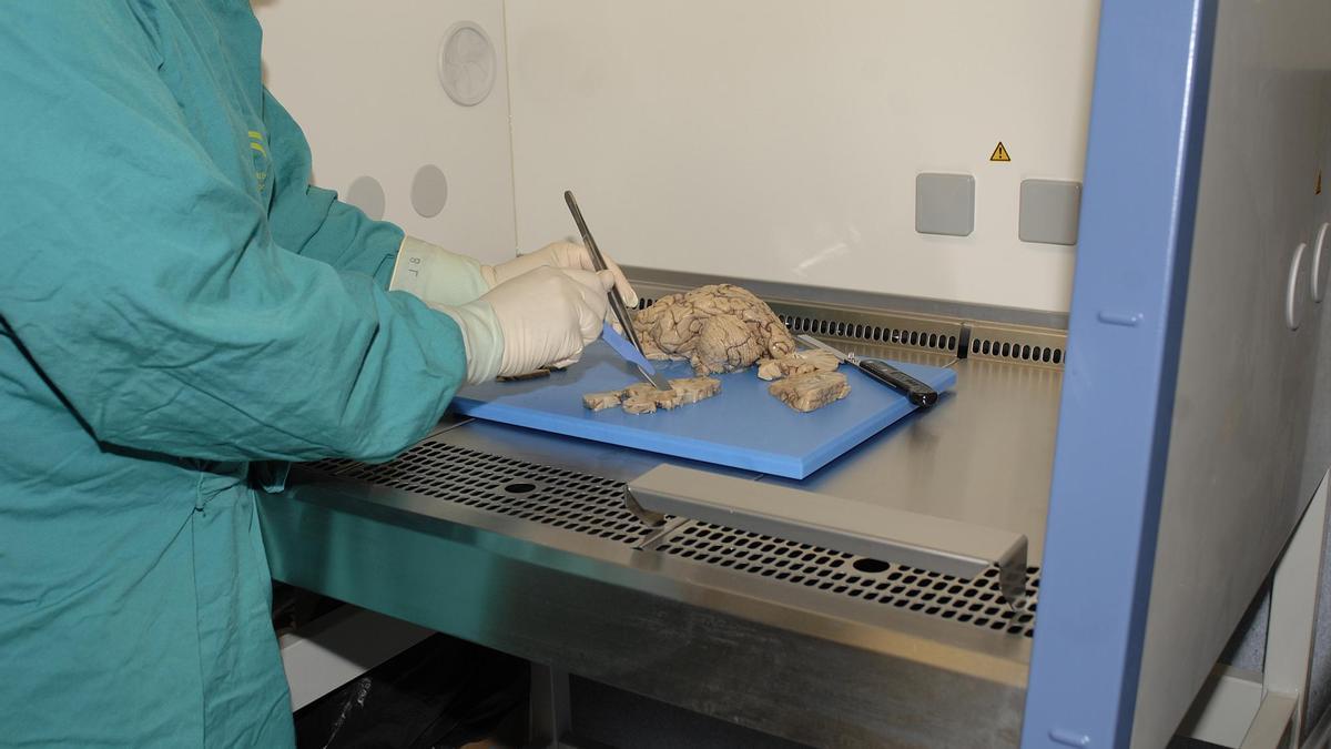 Tallado de cerebro para la selección muestral bajo cabina de seguridad en el biobanco del Hospital Reina Sofía de Córdoba. / El Correo