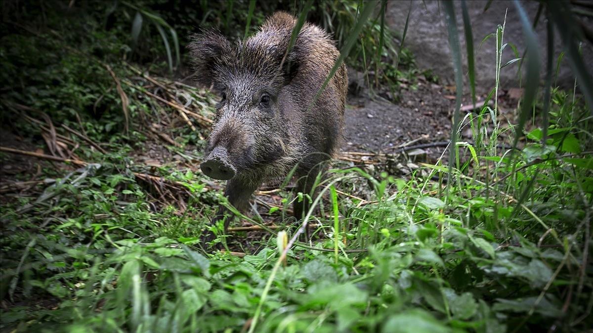 zentauroepp29745043 barcelona 2015  05 20  distritos  un jabali   porc senglar  191205193214